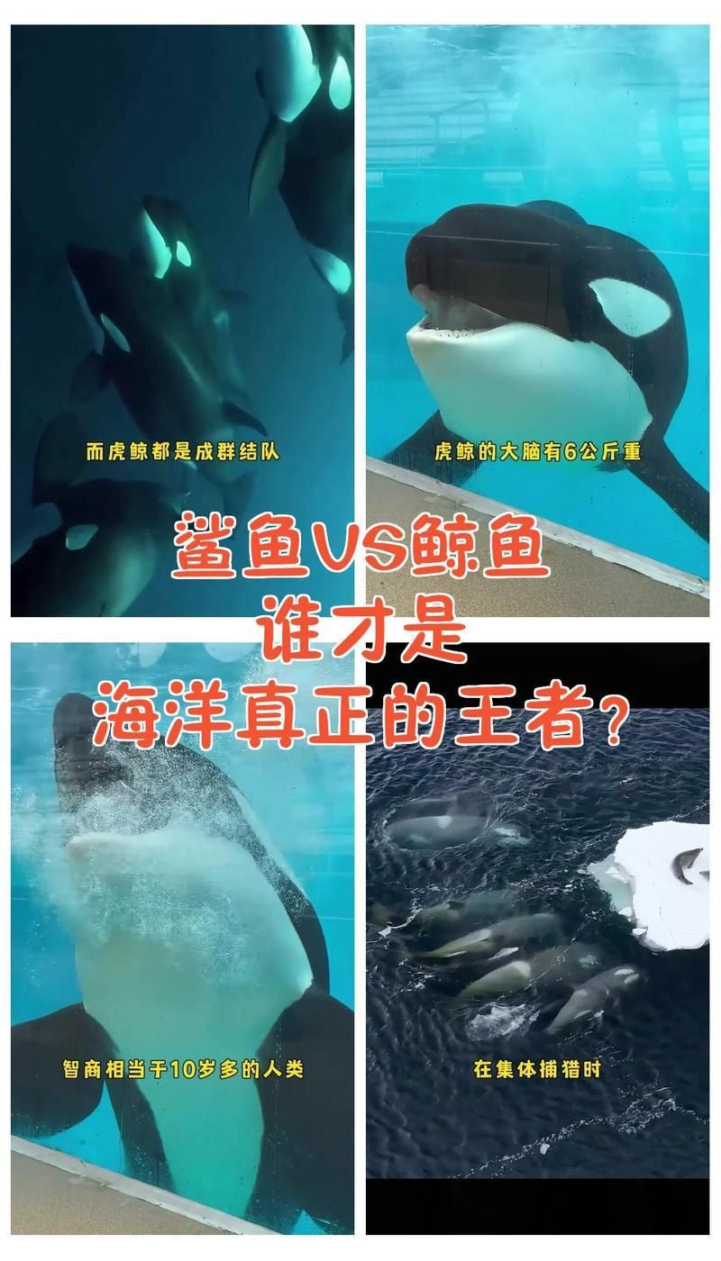 鯨魚厲害還是鯊魚厲害