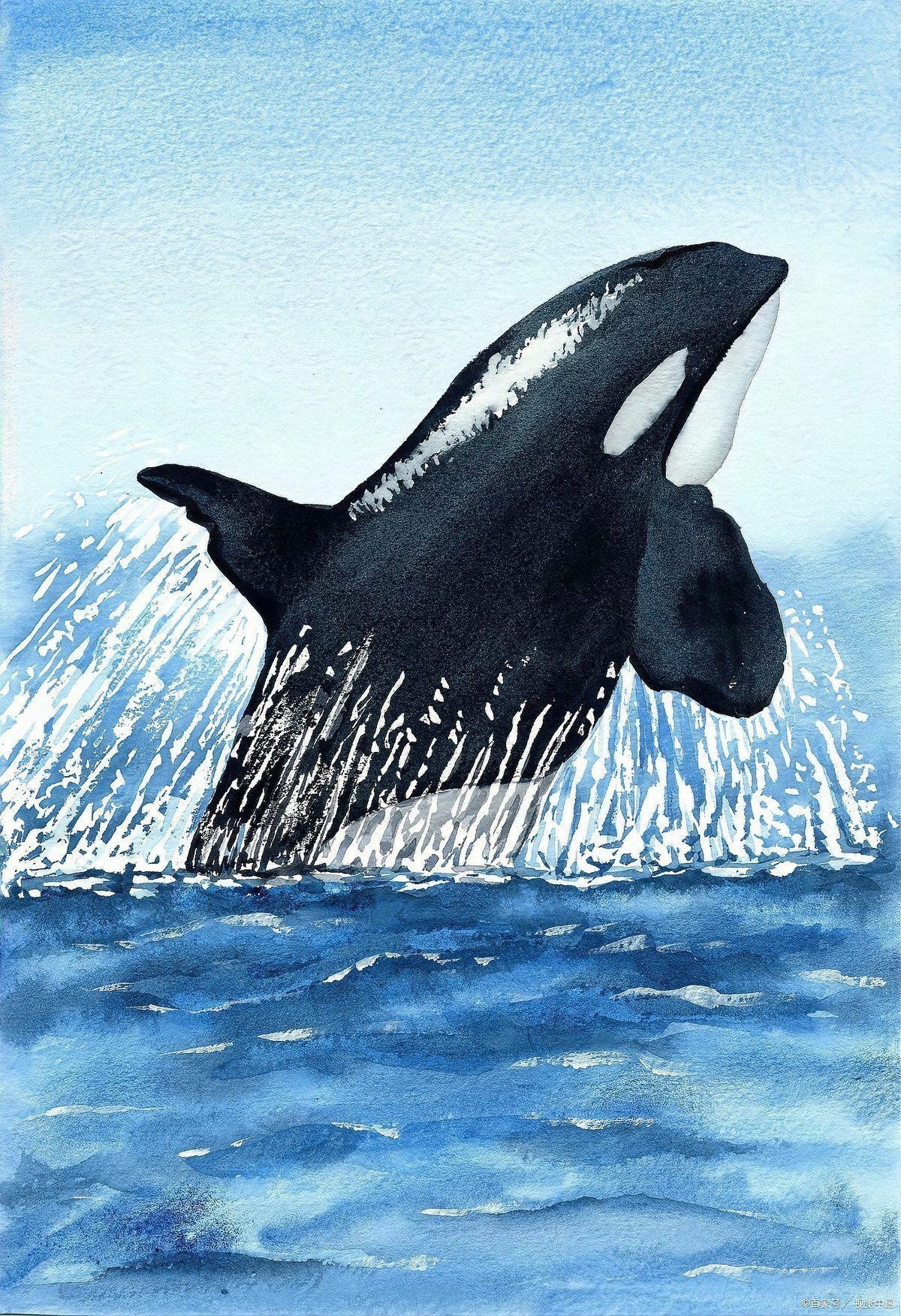 鯨魚厲害還是鯊魚厲害