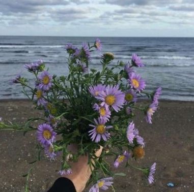 鯨魚厲害還是鯊魚厲害