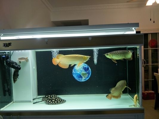 如何減少龍魚的領(lǐng)地爭斗：減少龍魚的領(lǐng)地爭斗的方法 如何減少龍魚的領(lǐng)地爭斗：減少龍魚的領(lǐng)地爭斗的方法 龍魚百科 第1張