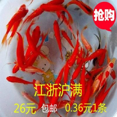 七彩金龍魚是冷水魚嗎（七彩金龍魚不是冷水魚，而是熱帶淡水觀賞魚）