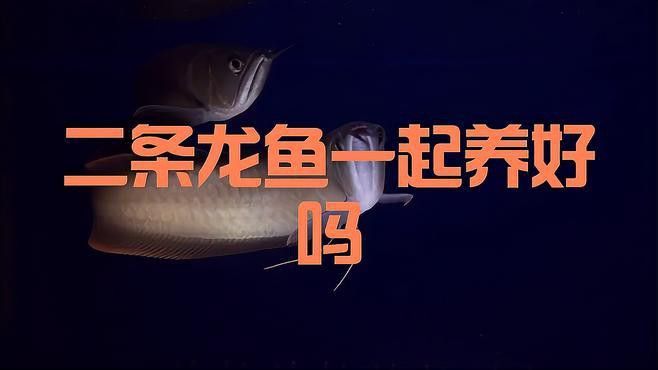 混養金龍魚需要多大的魚缸？ 混養金龍魚需要多大的魚缸？ 龍魚百科 第6張
