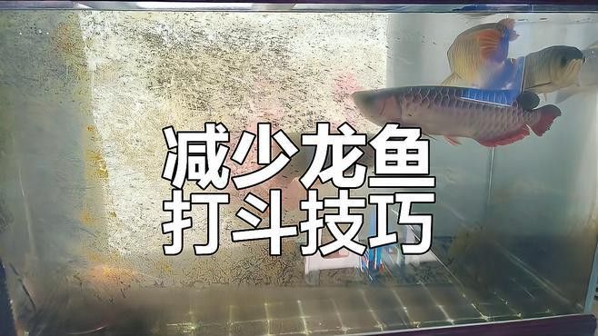 混養金龍魚需要多大的魚缸？ 混養金龍魚需要多大的魚缸？ 龍魚百科 第5張