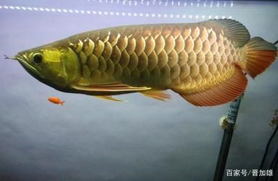 金龍魚飼養水溫：金龍魚冬季保溫措施金龍魚冬季保溫措施金龍魚夏季降溫方法 金龍魚飼養水溫：金龍魚冬季保溫措施金龍魚冬季保溫措施金龍魚夏季降溫方法 龍魚百科 第1張