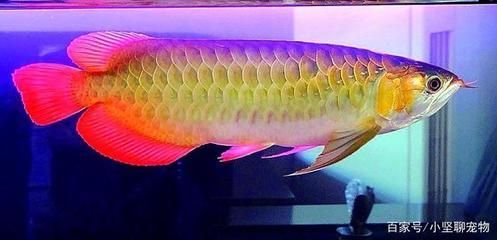 金龍魚飼養水溫：金龍魚冬季保溫措施金龍魚冬季保溫措施金龍魚夏季降溫方法 金龍魚飼養水溫：金龍魚冬季保溫措施金龍魚冬季保溫措施金龍魚夏季降溫方法 龍魚百科 第3張