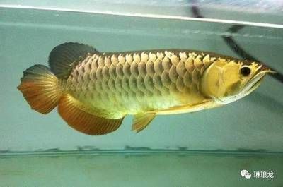 藍(lán)底金龍魚的燈光選擇對其生長和觀賞性有著重要影響：藍(lán)底金龍魚燈光選擇對其生長和觀賞性有著重要影響