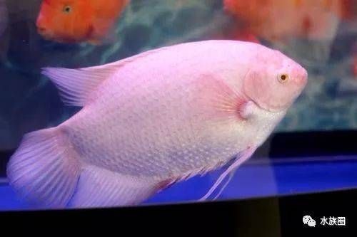 龍魚和招財能混養嗎（龍魚和招財魚可以混養嗎） 龍魚和招財能混養嗎（龍魚和招財魚可以混養嗎） 龍魚百科 第2張