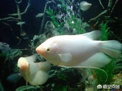 龍魚和招財能混養嗎（龍魚和招財魚可以混養嗎） 龍魚和招財能混養嗎（龍魚和招財魚可以混養嗎） 龍魚百科 第5張