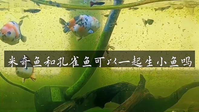 米奇魚(yú)和孔雀魚(yú)雜交 米奇魚(yú)和孔雀魚(yú)雜交 龍魚(yú)百科 第1張