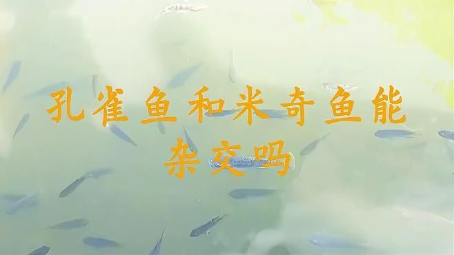 米奇魚(yú)和孔雀魚(yú)雜交 米奇魚(yú)和孔雀魚(yú)雜交 龍魚(yú)百科 第2張