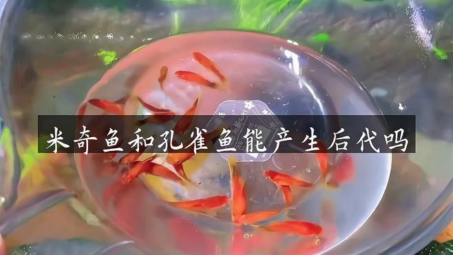 米奇魚(yú)和孔雀魚(yú)雜交 米奇魚(yú)和孔雀魚(yú)雜交 龍魚(yú)百科 第3張