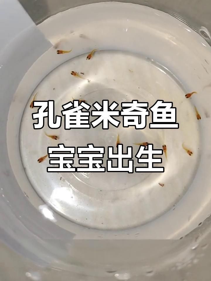 米奇魚(yú)和孔雀魚(yú)雜交 米奇魚(yú)和孔雀魚(yú)雜交 龍魚(yú)百科 第6張