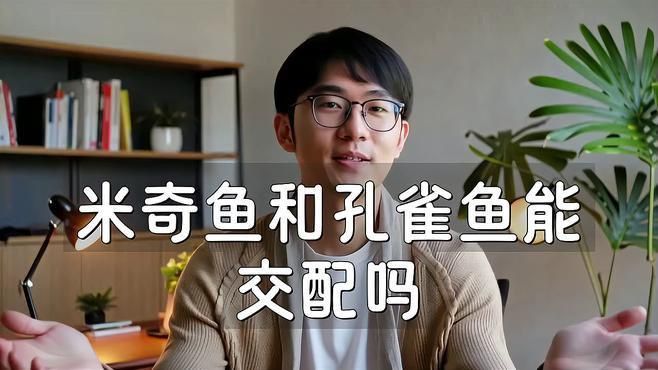 米奇魚(yú)和孔雀魚(yú)雜交 米奇魚(yú)和孔雀魚(yú)雜交 龍魚(yú)百科 第4張