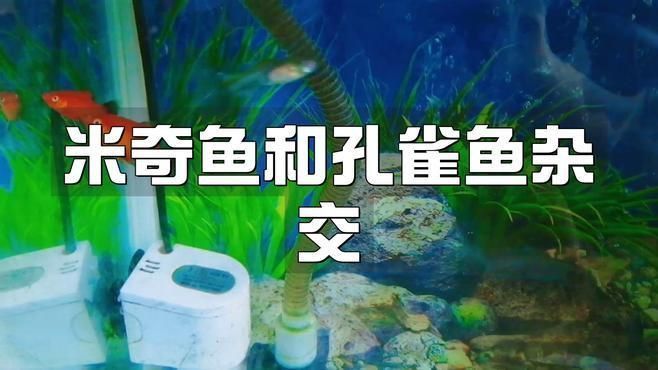 米奇魚(yú)和孔雀魚(yú)雜交 米奇魚(yú)和孔雀魚(yú)雜交 龍魚(yú)百科 第5張