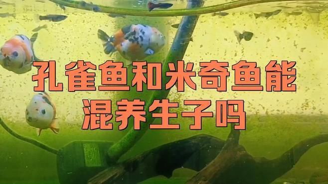 米奇魚(yú)和孔雀魚(yú)雜交 米奇魚(yú)和孔雀魚(yú)雜交 龍魚(yú)百科 第7張
