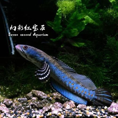 雷龍魚20厘米