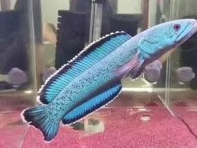 雷龍魚20厘米