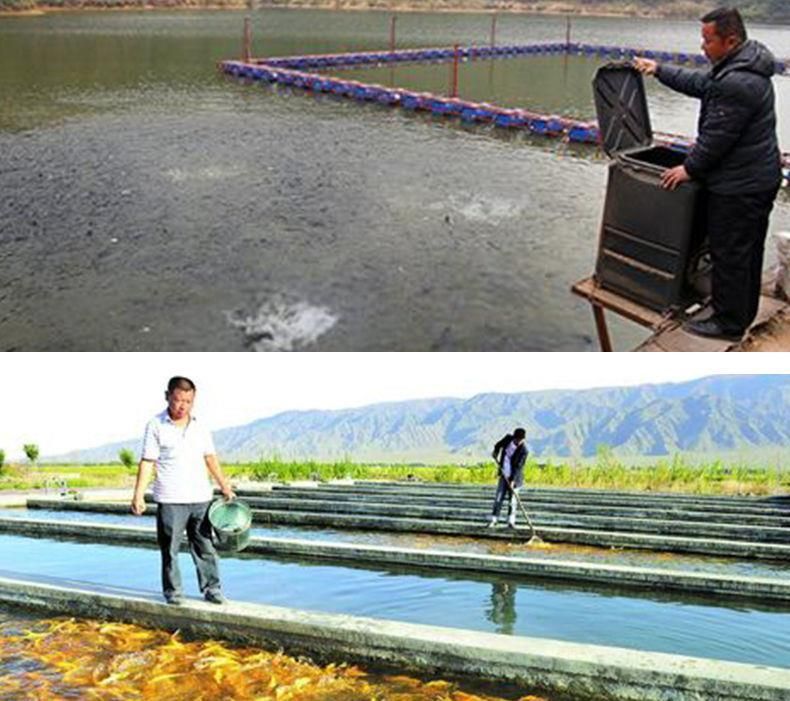會城觀嘗龍魚養殖基地【會城觀賞龍魚養殖基地參觀攻略】