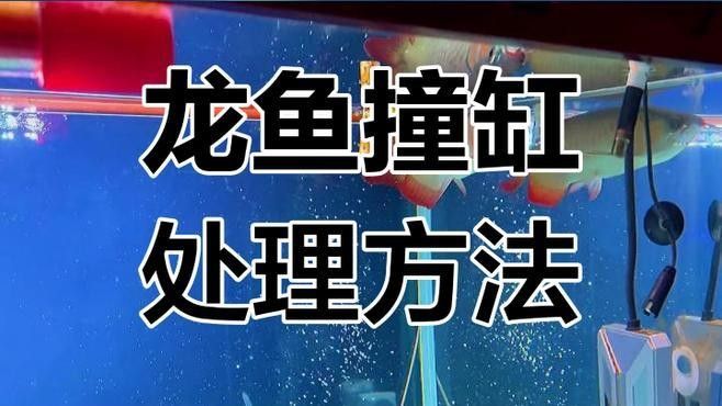 龍魚(yú)撞缸處理辦法圖片視頻