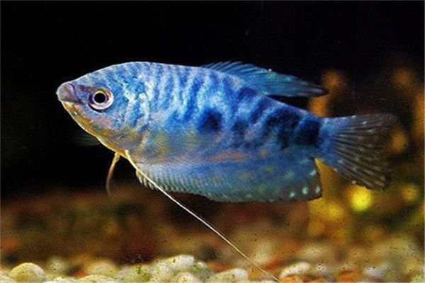常見觀賞魚名稱：常見的觀賞魚及其命名