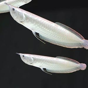 黃化銀龍魚壽命一般有多長(關于黃化銀龍魚的問題) 龍魚百科 第1張 黃化銀龍魚壽命一般有多長(關于黃化銀龍魚的問題) 黃化銀龍魚壽命一般有多長(關于黃化銀龍魚的問題) 龍魚百科 第1張