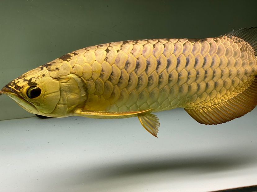 龍魚突然不開口吃食：當龍魚突然不吃食時，飼養者應從以下幾個方面來判斷和處理 龍魚突然不開口吃食：當龍魚突然不吃食時，飼養者應從以下幾個方面來判斷和處理 龍魚百科 第1張