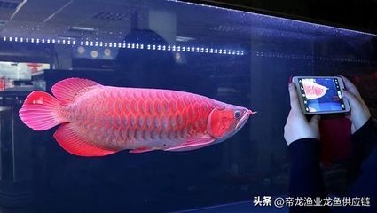 龍魚(yú)一年長(zhǎng)多少厘米算正常：不同品種龍魚(yú)一年正常生長(zhǎng)長(zhǎng)度是多少