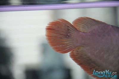 龍魚(yú)一年長(zhǎng)多少厘米算正常：不同品種龍魚(yú)一年正常生長(zhǎng)長(zhǎng)度是多少