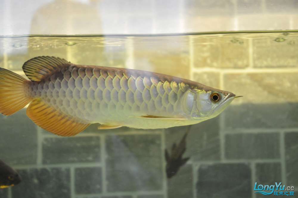 龍魚一年長多少厘米算正常：不同品種龍魚一年正常生長長度是多少
