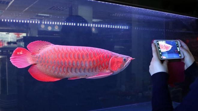 龍魚一年長多少厘米算正常：不同品種龍魚一年正常生長長度是多少