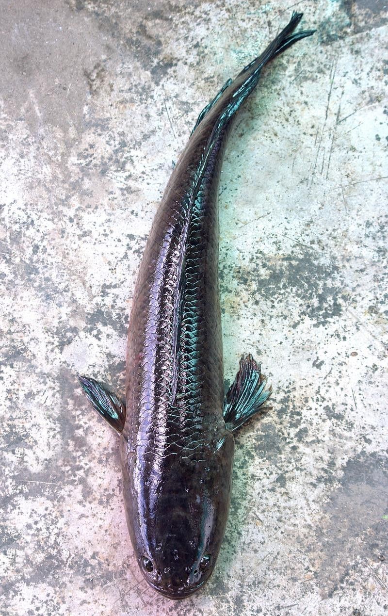 全黑龍魚多少錢一條圖片