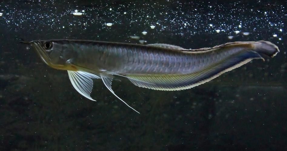 全黑龍魚多少錢一條圖片