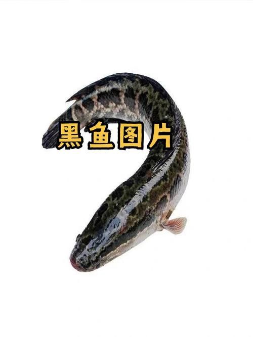 全黑龍魚多少錢一條圖片