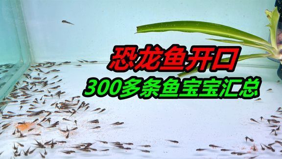 好奇發養六角恐龍魚