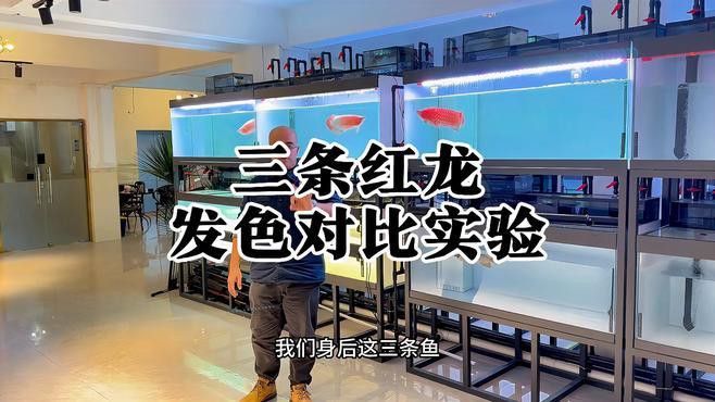 紅龍魚第二鱗框發(fā)色失敗怎么辦？