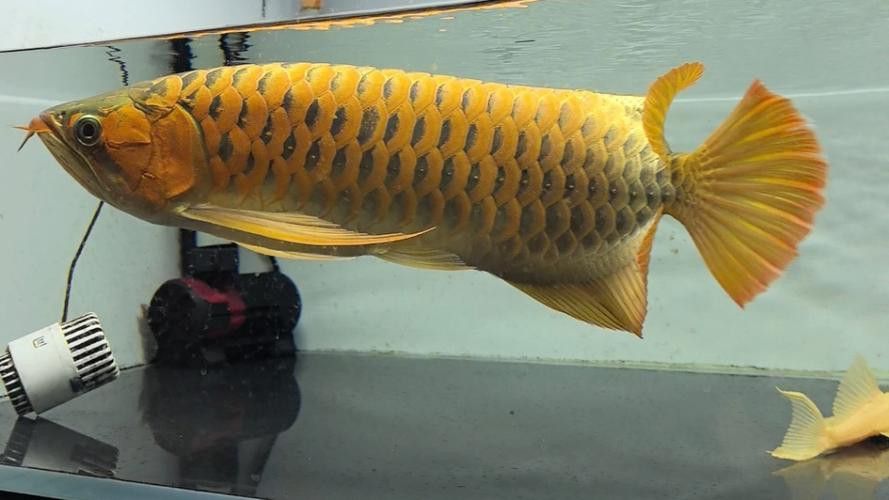 紅龍魚第二鱗框發(fā)色失敗怎么辦？