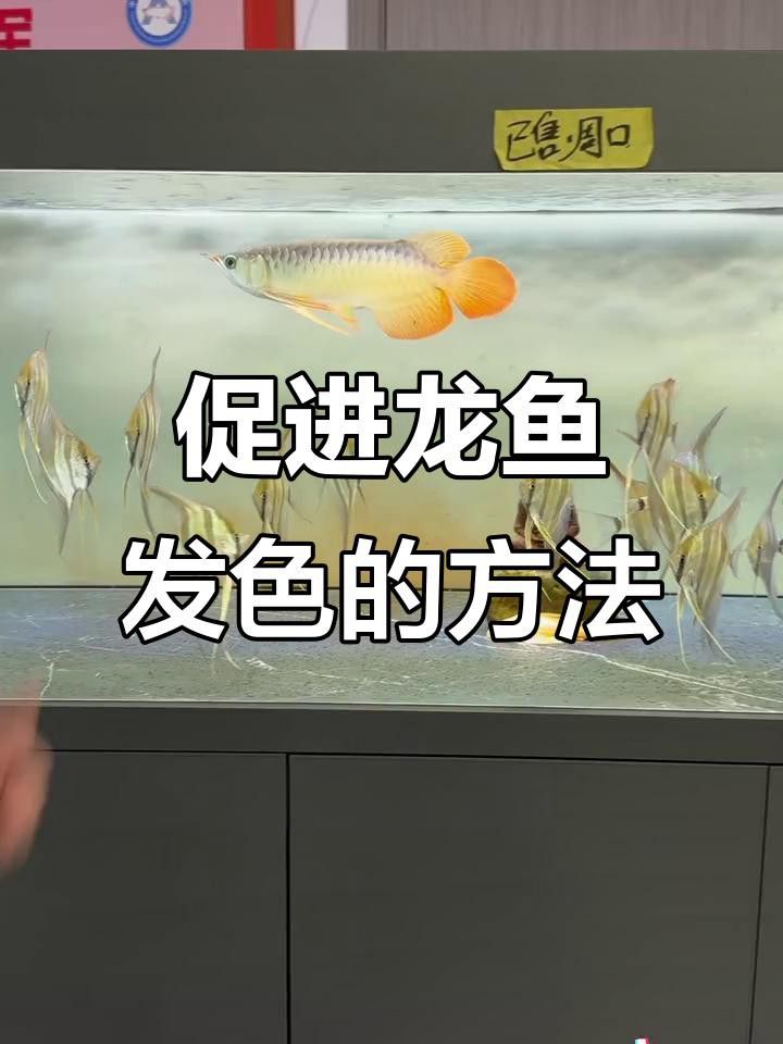 紅龍魚第二鱗框發(fā)色失敗怎么辦？