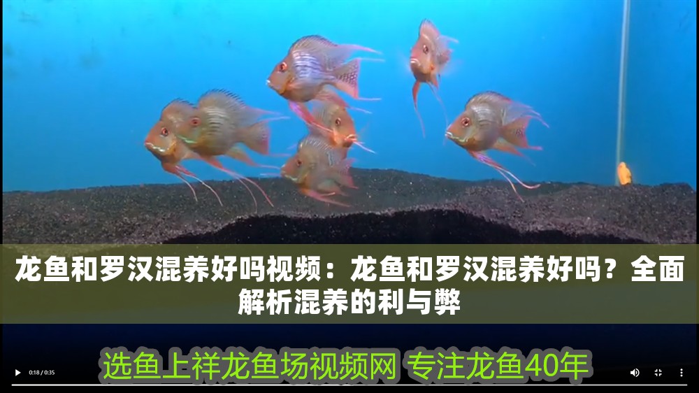龍魚和羅漢混養(yǎng)好嗎視頻：龍魚和羅漢混養(yǎng)好嗎？全面解析混養(yǎng)的利與弊