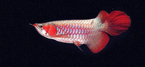 金龍魚怎么分別公母圖解