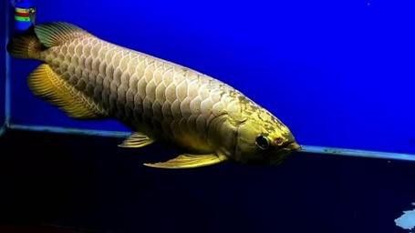 金龍魚怎么分別公母圖解