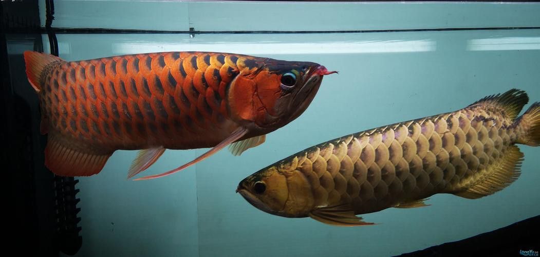 金龍魚怎么分別公母圖解