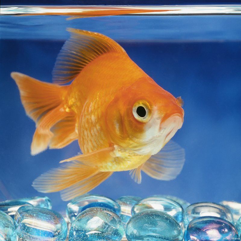 金龍魚怎么分別公母圖解