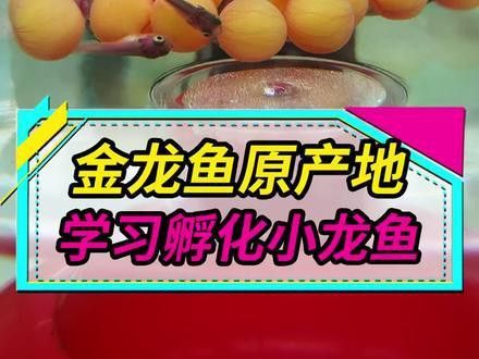 金龍魚怎么分別公母圖解