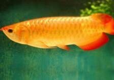 金龍魚怎么分別公母圖解