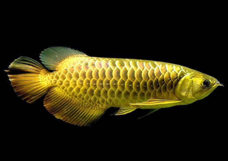 金龍魚怎么分別公母圖解