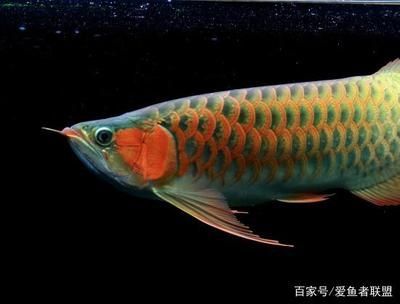 龍魚用什么燈光最好養：紅龍魚燈光選擇技巧，金龍魚燈光照射時間如何控制