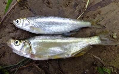 百度金龍魚雞蛋掛面到那拿貨多少錢一卷：白條魚可以作為龍魚的飼料，但需要注意一些事項(xiàng)