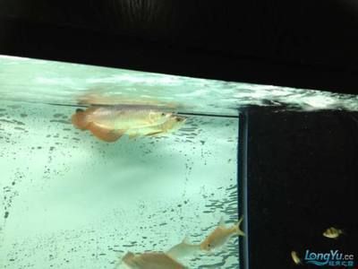 龍魚換完水趴缸了正常嗎:龍魚換完水后趴缸怎么辦 龍魚百科 第1張 龍魚換完水趴缸了正常嗎:龍魚換完水后趴缸怎么辦 龍魚換完水趴缸了正常嗎:龍魚換完水后趴缸怎么辦 龍魚百科 第1張