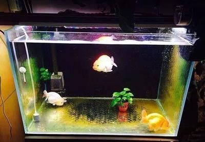 擦魚缸龍魚亂竄怎么辦（龍魚在魚缸亂竄,是怎么回事啊-龍魚學堂） 擦魚缸龍魚亂竄怎么辦（龍魚在魚缸亂竄,是怎么回事啊-龍魚學堂） 龍魚百科 第2張