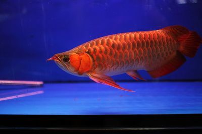 紅龍魚冠軍（2023年“長城杯”世界龍魚錦標賽總冠軍紅龍魚冠軍）